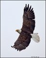 _1SB0805 bald eagle